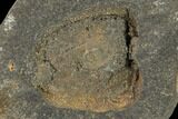 Cystoid Fossil (Mitrocystites) - Czech Republic #115242-2